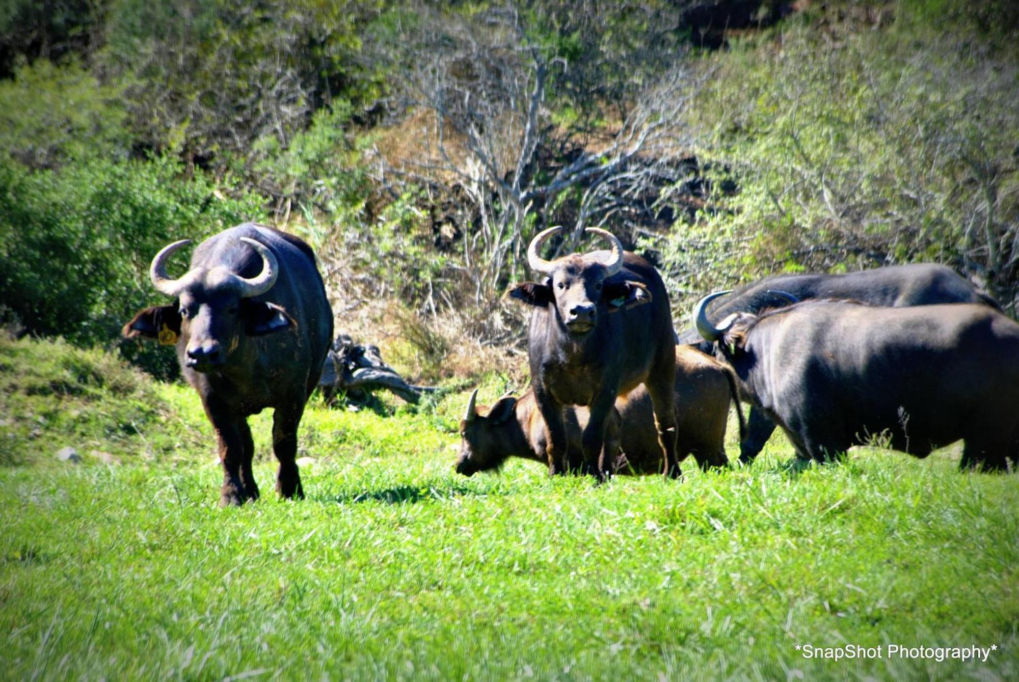 Kududu pensión Addo Exterior foto